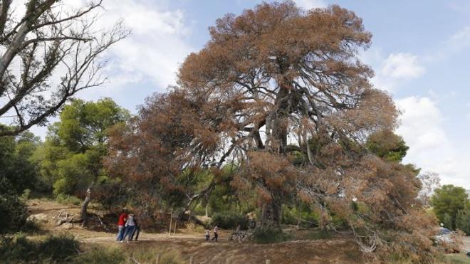 Medio Ambiente estudia reducir el número de árboles protegidos en la  Comunitat | Las Provincias